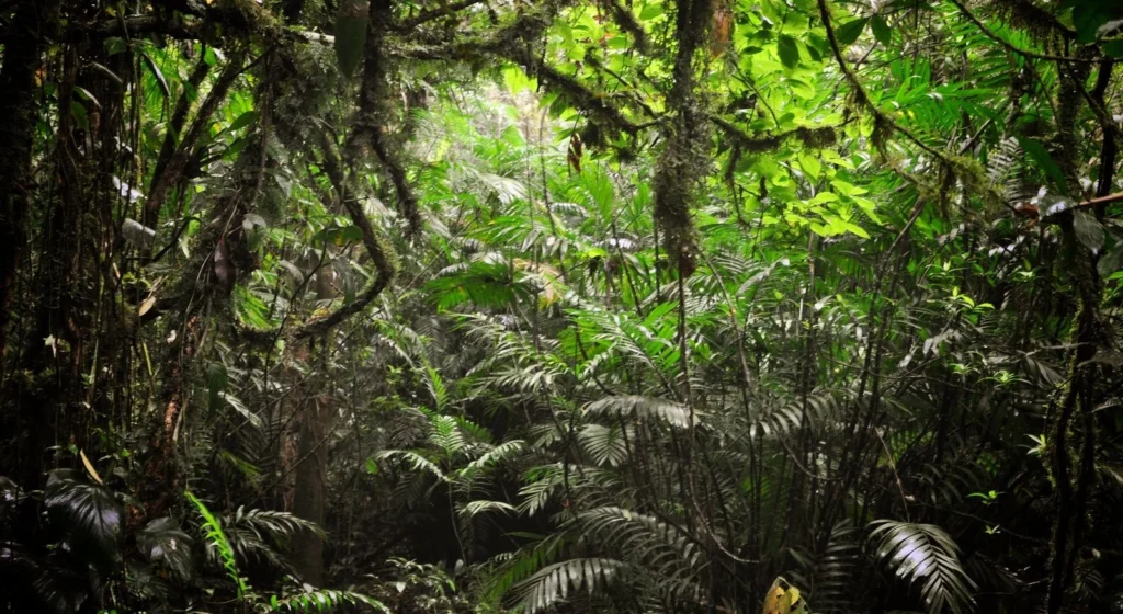 Green natural landscape at Mombacho Volcano