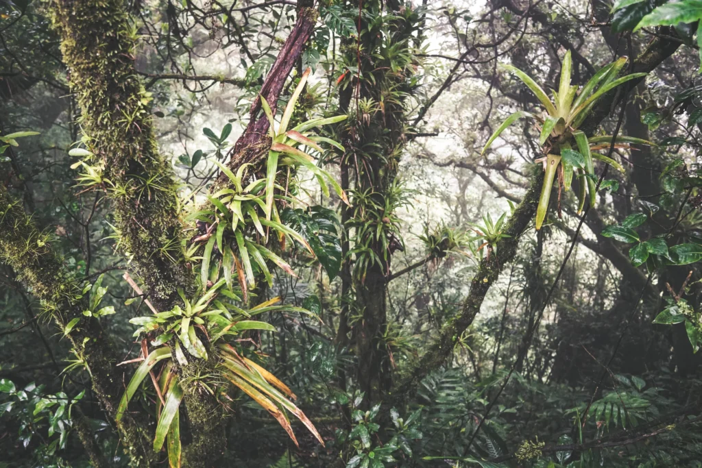 Lush forest surrounding Mombacho Volcano